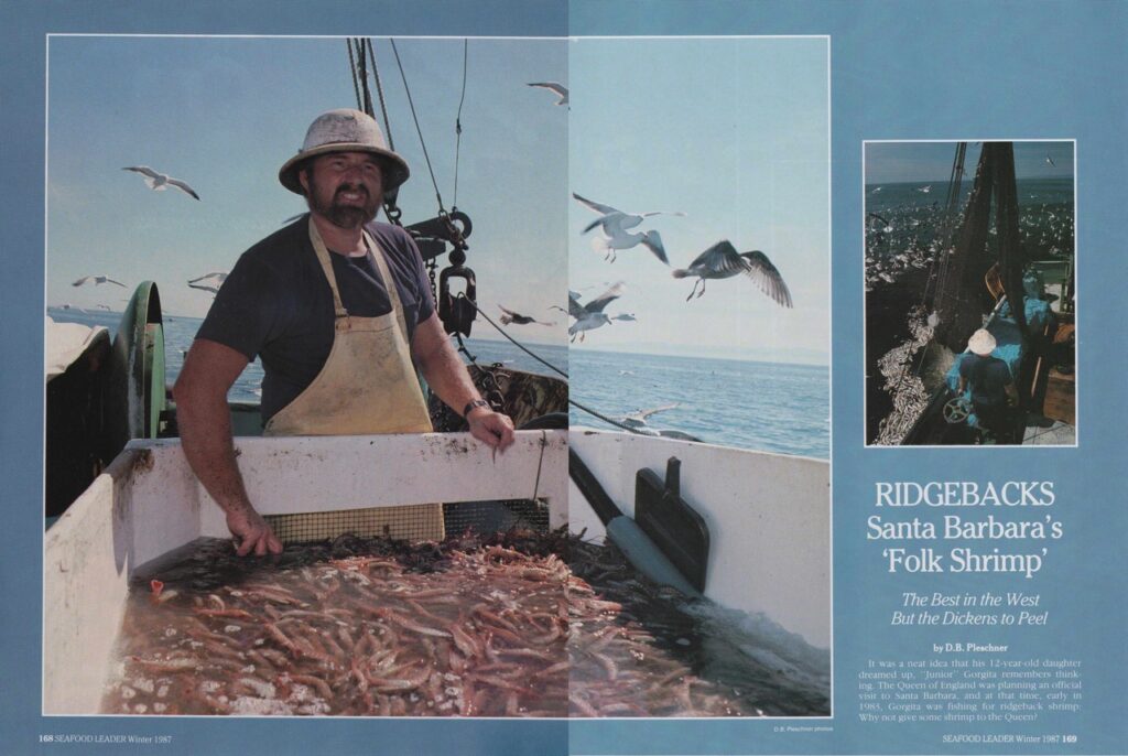 Junior Gorgita-SB Folk Shrimp | Read article