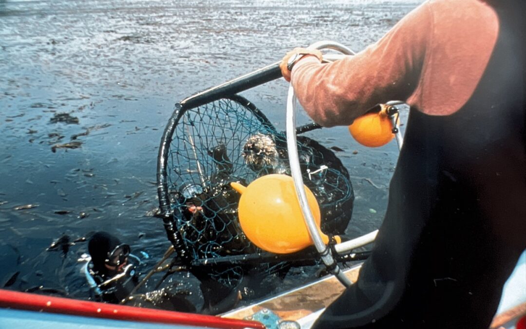 Sea Otter Politics: A Split-Screen Controversy